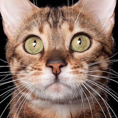 Top Cat (2026, 24-25 апреля)